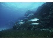 School of Tarpon, Bonaire, Caribbean Netherlands Poster Print (34 x 22) School of Tarpon, Bonaire, Caribbean Netherlands Poster Print (34 x 22)