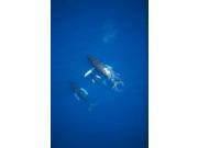 USA Hawaii Islands Aerial View Of Humpback Whales Maui Poster Print (11 x 17) USA Hawaii Islands Aerial View Of Humpback Whales Maui Poster Print (11 x 17)