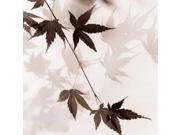 Japanese Maple Leaves No. 1 Poster Print by Alan Blaustein (24 x 24) Japanese Maple Leaves No. 1 Poster Print by Alan Blaustein (24 x 24)