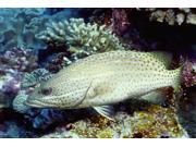 Slender grouper (Anyperodon leucogrammicus) Papua New Guinea Poster Print by VWPicsStocktrek Images (17 x 11) Slender grouper (Anyperodon leucogrammicus) Papua New Guinea Poster Print by VWPicsStocktrek Images (17 x 11)