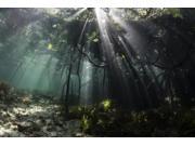 Sunlight shines into a blue water mangrove forest in Raja Ampat Indonesia Poster Print by Ethan DanielsStocktrek Images (17 x 11) Sunlight shines into a blue water mangrove forest in Raja Ampat Indonesia Poster Print by Ethan DanielsStocktrek Images (17 x 11)