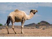 Camel near Stuart Highway, Outback, Northern Territory, Australia Print by David Wall (36 x 24) Camel near Stuart Highway, Outback, Northern Territory, Australia Print by David Wall (36 x 24)