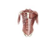 Digital illustration of muscles of the human torso anterior view (no labels) Poster Print by Alan GesekStocktrek Images (11 x 17) Digital illustration of muscles of the human torso anterior view (no labels) Poster Print by Alan GesekStocktrek Images (11 x 17)