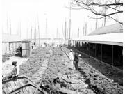 Bahamas Sponges C1905 Na Sponge Yard Along The Docks In Nassau New Providence Island Bahamas Photograph C1905 Poster Print by (18 x 24) Bahamas Sponges C1905 Na Sponge Yard Along The Docks In Nassau New Providence Island Bahamas Photograph C1905 Poster Print by (18 x 24)