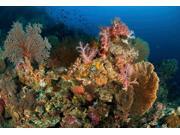 Reef scene with gorgonian sea fans and soft corals North Sulawesi Poster Print by Mathieu MeurStocktrek Images (17 x 11) Reef scene with gorgonian sea fans and soft corals North Sulawesi Poster Print by Mathieu MeurStocktrek Images (17 x 11)