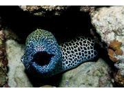 Black and white honeycomb moray eel Australia Poster Print by Mathieu MeurStocktrek Images (17 x 11) Black and white honeycomb moray eel Australia Poster Print by Mathieu MeurStocktrek Images (17 x 11)
