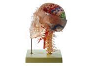Neuroanatomy Head Model