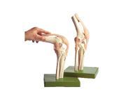 Functional Model of the Knee Joint with Stand