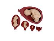 Anatomical Uterus with Fetus Model