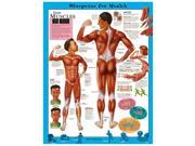 Blueprint for Health YOUR MUSCLES Chart 20 x 26