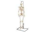 Flexible Mr. Thrifty Skeleton With Spinal Nerves With Stand
