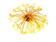 Unique Bargains Ceramic Base Orange Yellow Manmade Coral for Aquarium Fish Tank Ornament