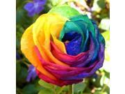 50Pcs Rare Rainbow Rose Flower Seeds Your Lover Multi color Plants Home Garden