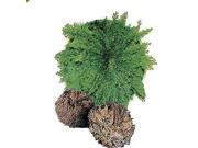 Live Resurrection Plant Potted Rose of Jericho Dinosaur Plant Air Fern Spike Moss