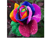 50pcs Colorful Rose Flower Seeds