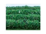 Flower Hedges Green 5x3 8x5 8 8 JTTU5515 JTT SCENERY PRODUCTS