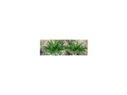 O Ferns 1 wide 9 JTTU5534 JTT SCENERY PRODUCTS