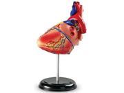Heart Anatomy Model LER3334 LEARNING RESOURCES