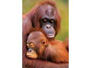 Orangutan Love Card by Planet Zoo 1179