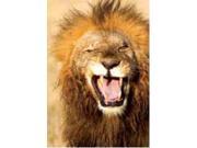 Winking Lion Card by Planet Zoo 1336