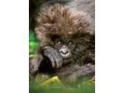 Gorilla Shorty Card by Planet Zoo 1357