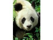 Panda Bear Card P190