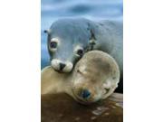 Sea Lion Pair Card by Planet Zoo 1251