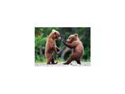 Bear Brawl Card by Planet Zoo 1282