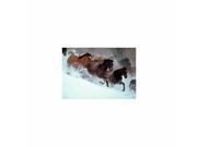 Snow Horses Card HO149