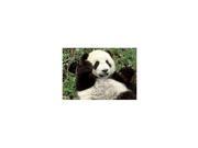 Panda Bear Card P194
