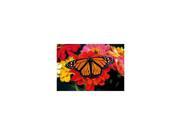 Monarch Butterfly Card BT135