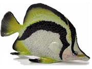 Butterfly Fish R141