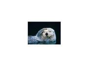 Sea Otter Card OT38