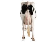 Cow s Rear Cardboard Standup