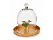 Small Glass Bell Jar