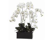42 White Green Phalaenopsis Orchid Plant in Terra Cotta Pot
