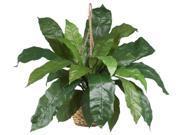 Birds Nest Fern Hanging Basket