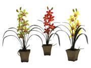 3 Pc Cymbidium Orchid with Planter Set
