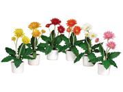 Gerber Daisy with White Vase Set of 6