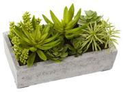 Succulent Garden with Concrete Planter