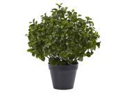 UV Resistant Peperomia Plant