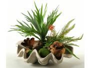 Staghorn Fern Mixed with Succulents in Resin Clam Shell