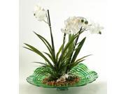 Cream Orchids with Foliage in Green Glass Dish