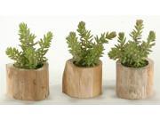 Flocked Burro Tails in Wooden Planter Set of 3
