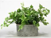 Pothos Ivy in Oval Metal Planter