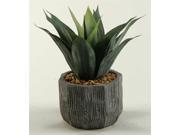 Red Green Agave Plant in Ceramic Planter