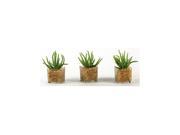 Worm Succulent in Glass Cube Set of 3