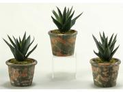 Aloe Plants in Terra Cotta Pots Set of 3