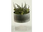 Curly Tillandsia and Donkey Tail in Zinc Vase