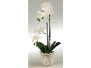 Cream Orchids in Ceramic Planter